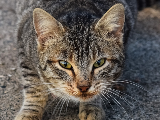 2018 – $9000 Feral Cat Spay/Neuter Vouchers