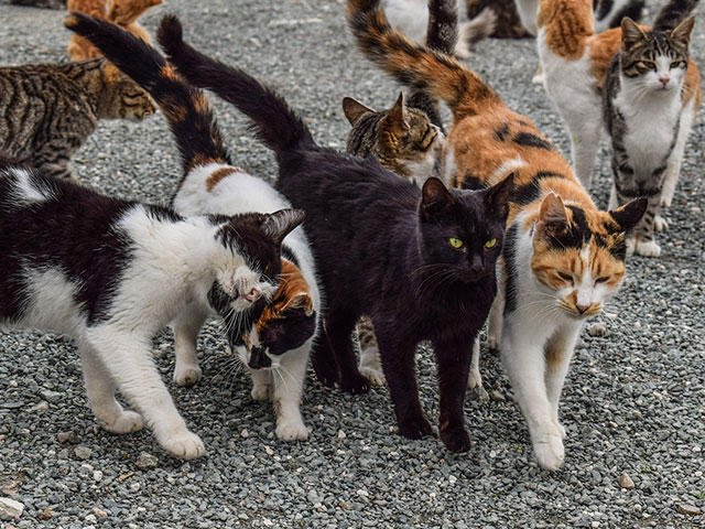EVENT – Supporting the Cat Coalition